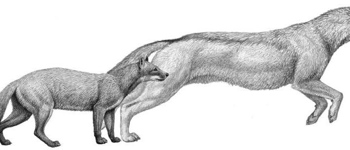 Die frühen Hundevorfahren Hesperocyon (links) und Sunkahetanka (rechts) Die frühen Hundevorfahren Hesperocyon (links) und Sunkahetanka (rechts)
