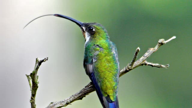 Kolibri anthracothorax nigricollis