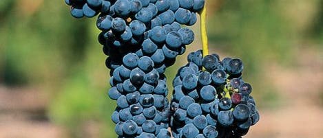 Bald ein edler Shiraz-Tropfen Bald ein edler Shiraz-Tropfen