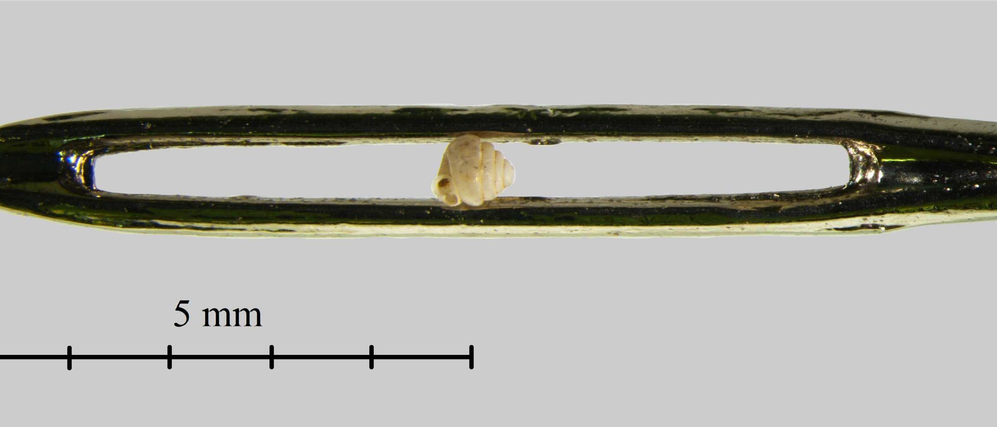 Schnecke im Nadelöhr Schnecke im Nadelöhr
