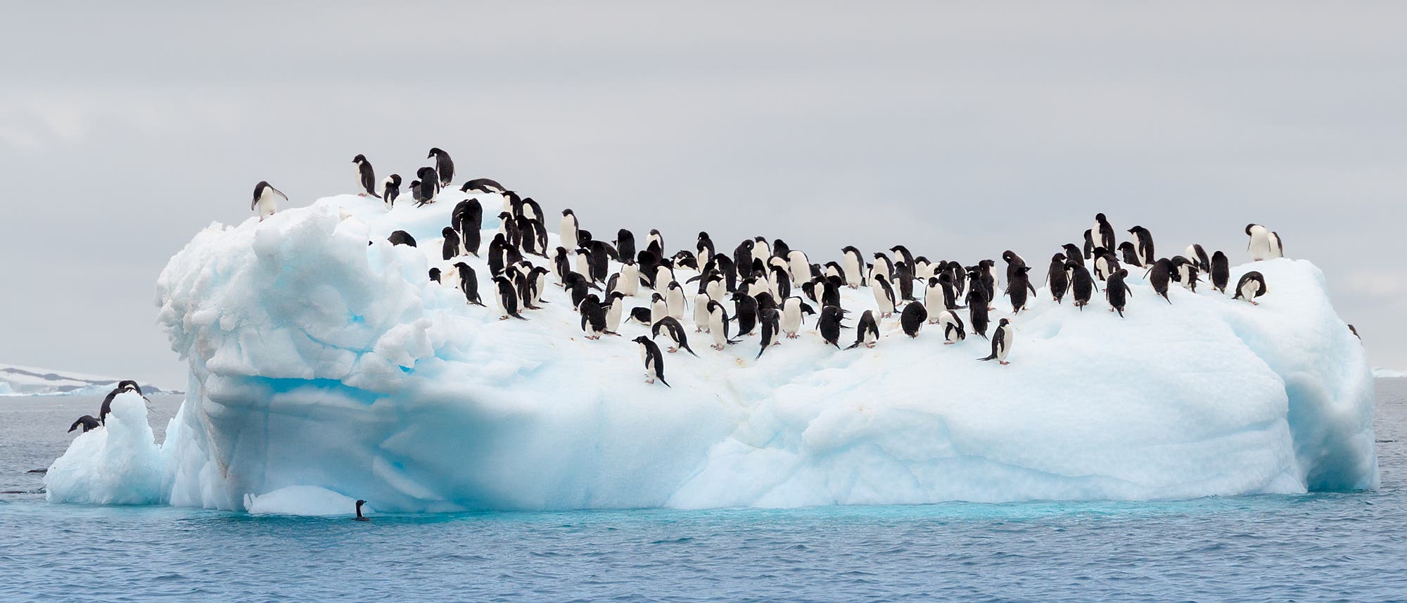 Adeliepinguine in der Antarktis Adeliepinguine in der Antarktis