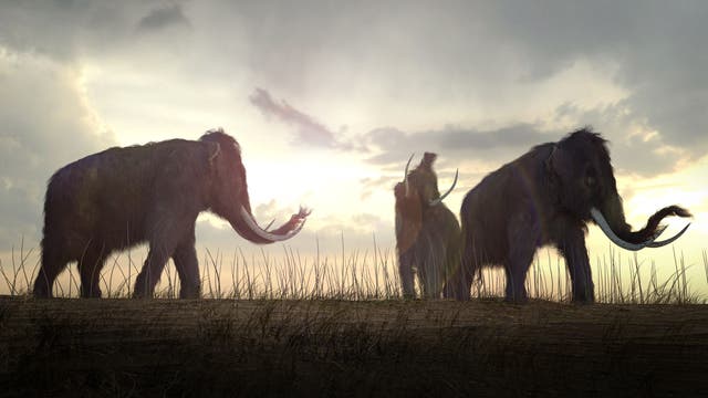 Mammuts vor der untergehenden Sonne