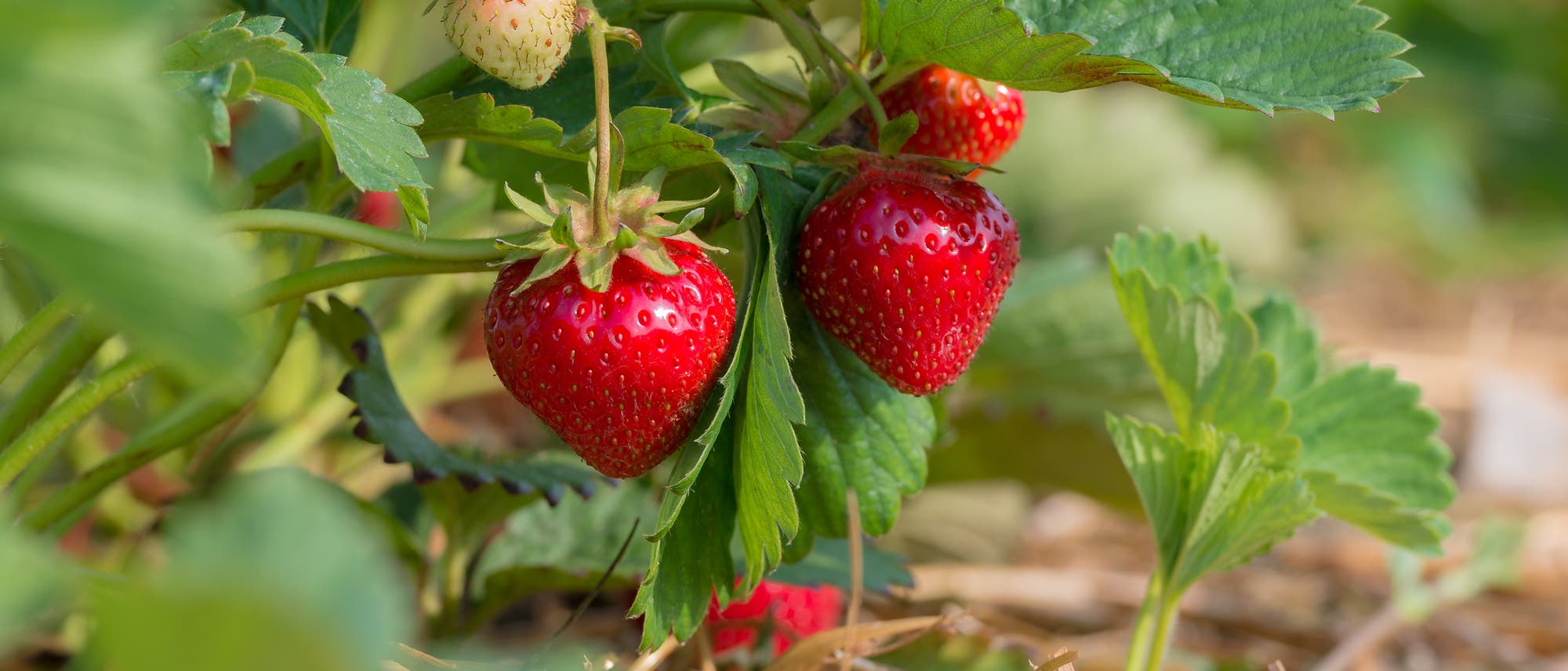 Rote und grüne Erdbeeren am Strauch, mit Strohunterlage. Rote und grüne Erdbeeren am Strauch, mit Strohunterlage.