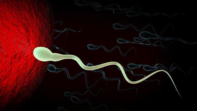 Spermien vor Eizelle