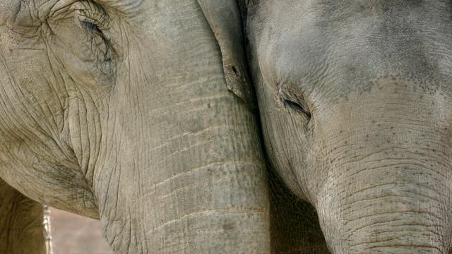 Asiatische Elefanten trösten einander