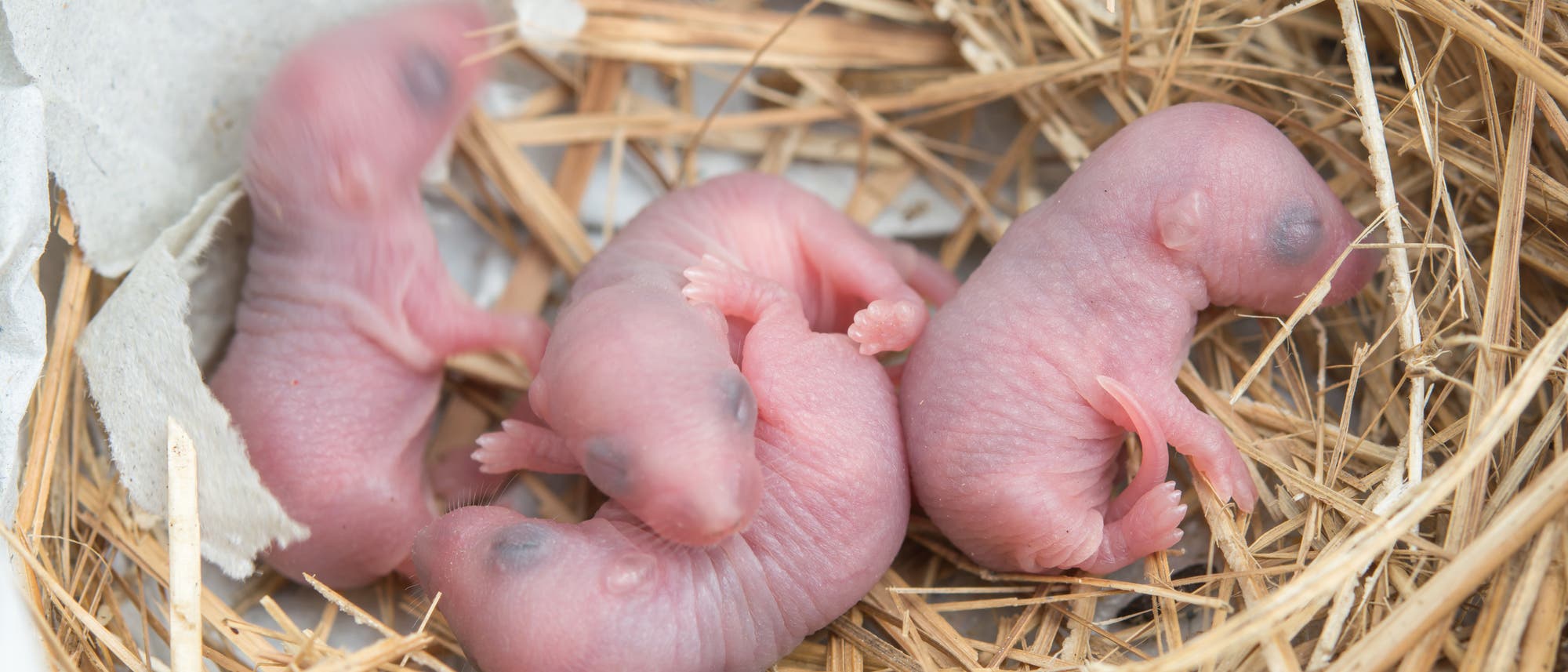 Mäusebabies Mäusebabies