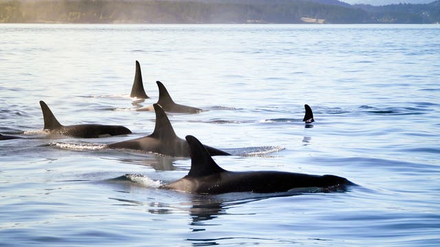 Orca-Familie