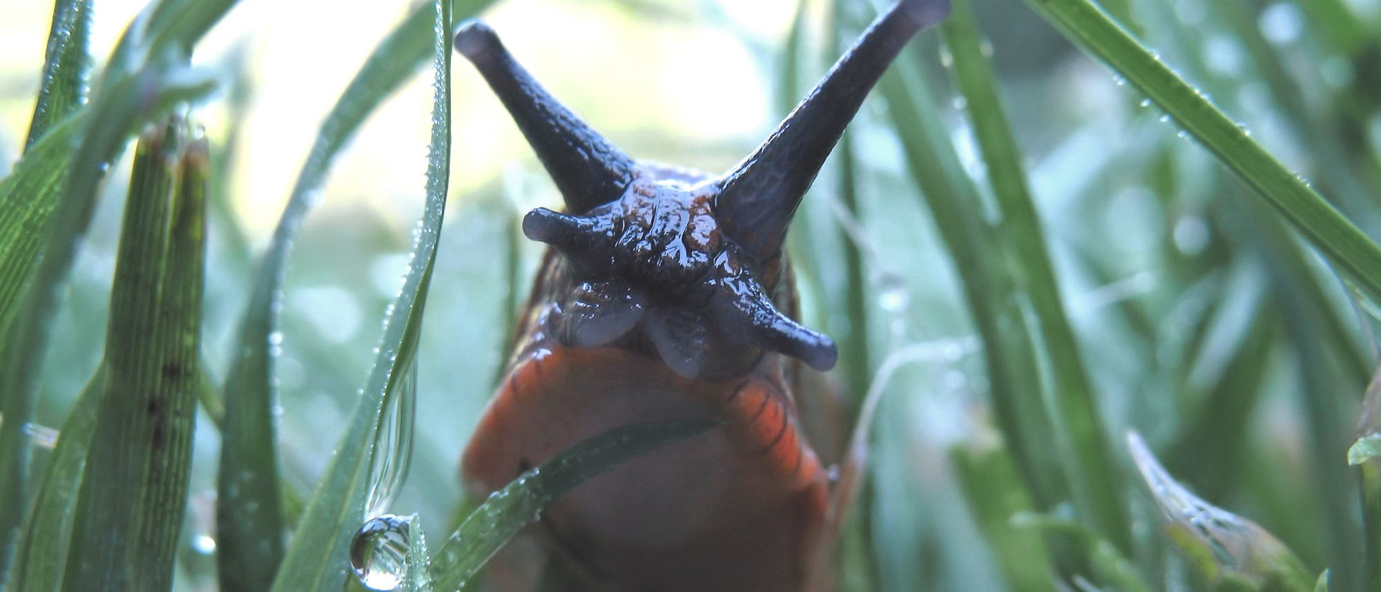 Frontalaufnahme einer Nacktschnecke, die durchs Gras schleicht. Frontalaufnahme einer Nacktschnecke, die durchs Gras schleicht.
