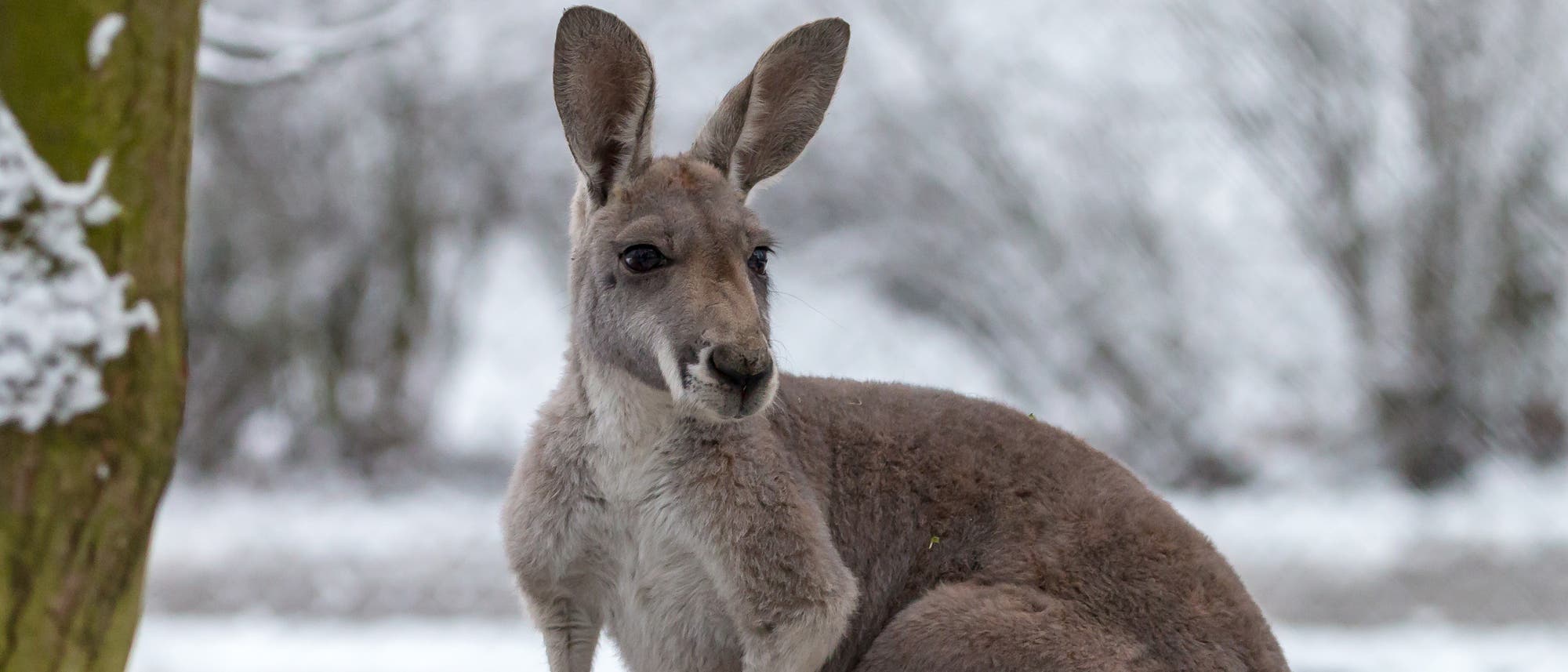 Ein Känguru im Schnee Ein Känguru im Schnee