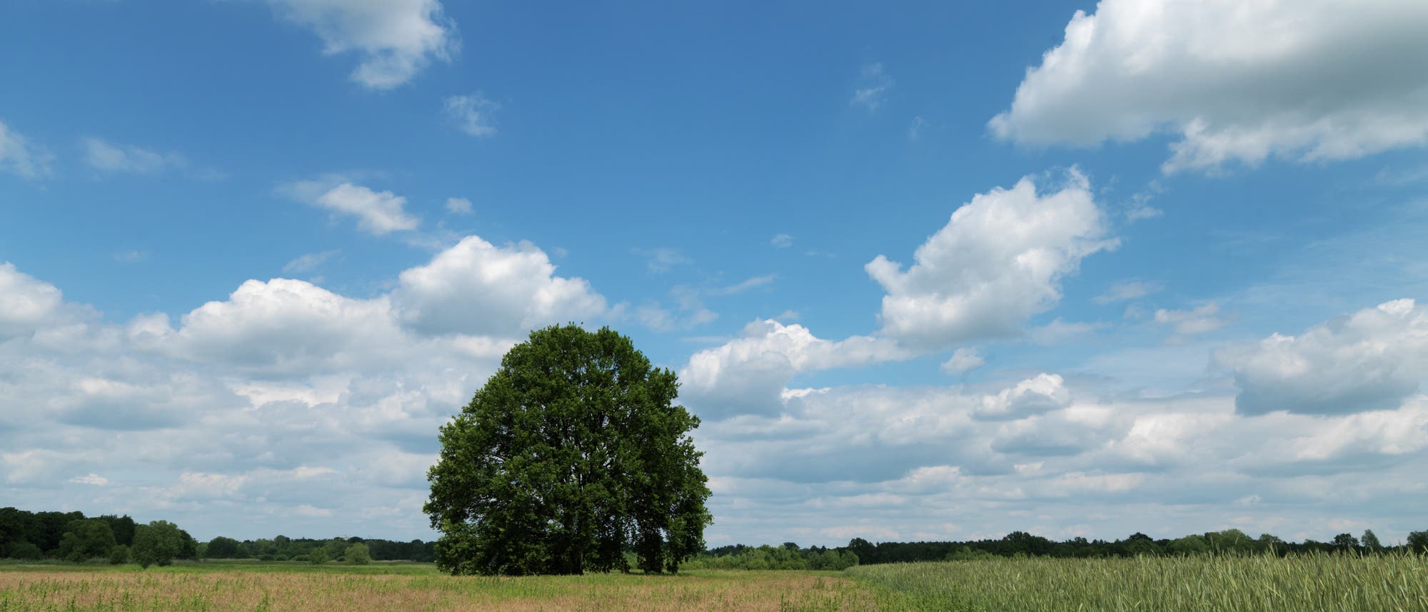 Eine Eiche auf einer landwirtschaftlich genutzten Wiese. Eine Eiche auf einer landwirtschaftlich genutzten Wiese.
