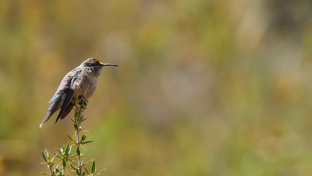 Kolibris der Art Oreotrochilus estella leben unter anderem in den Anden.