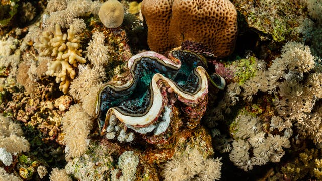 Eine Riesenmuschel in einem Korallenriff.