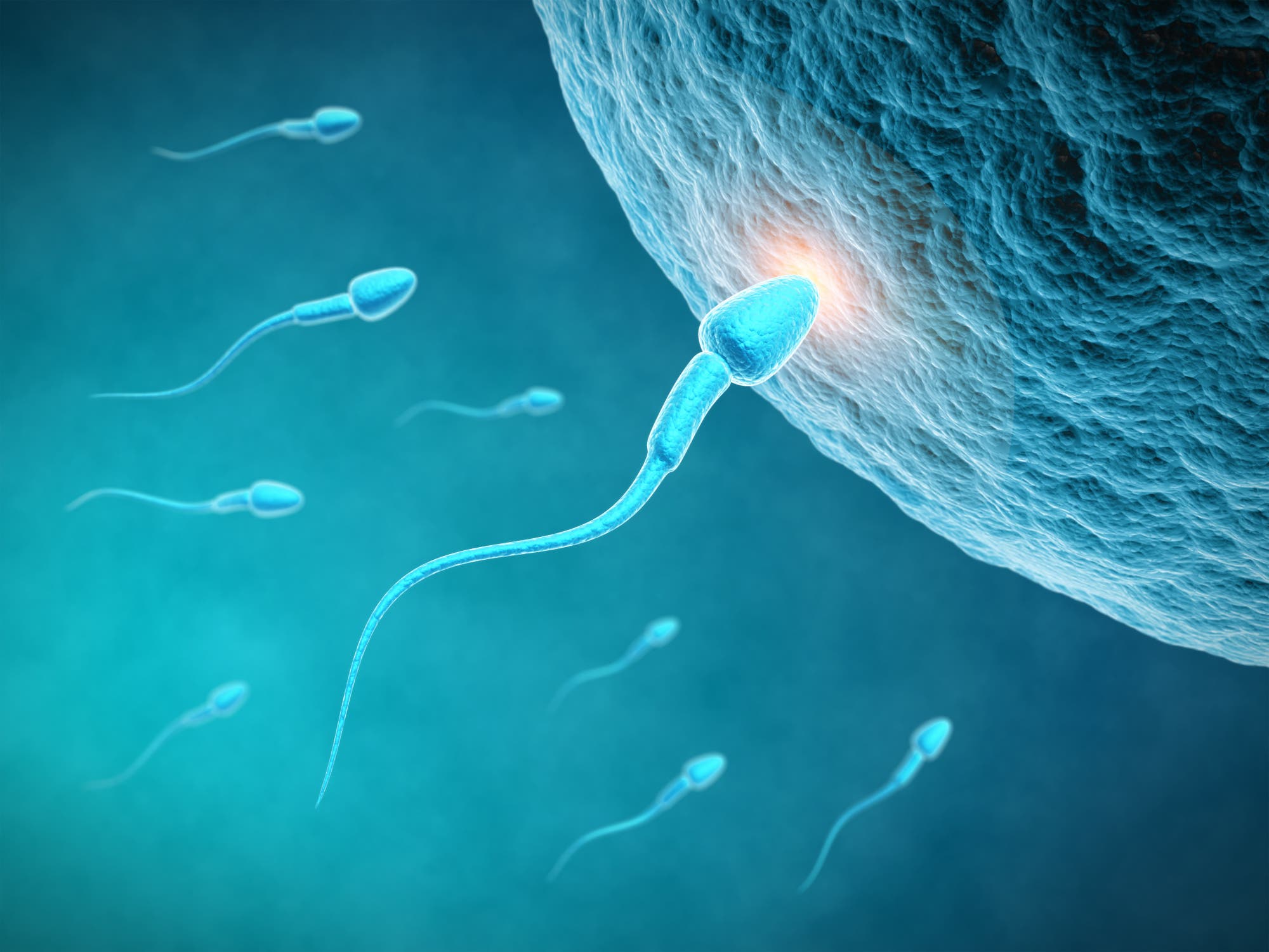 Spermium dringt in Eizelle ein