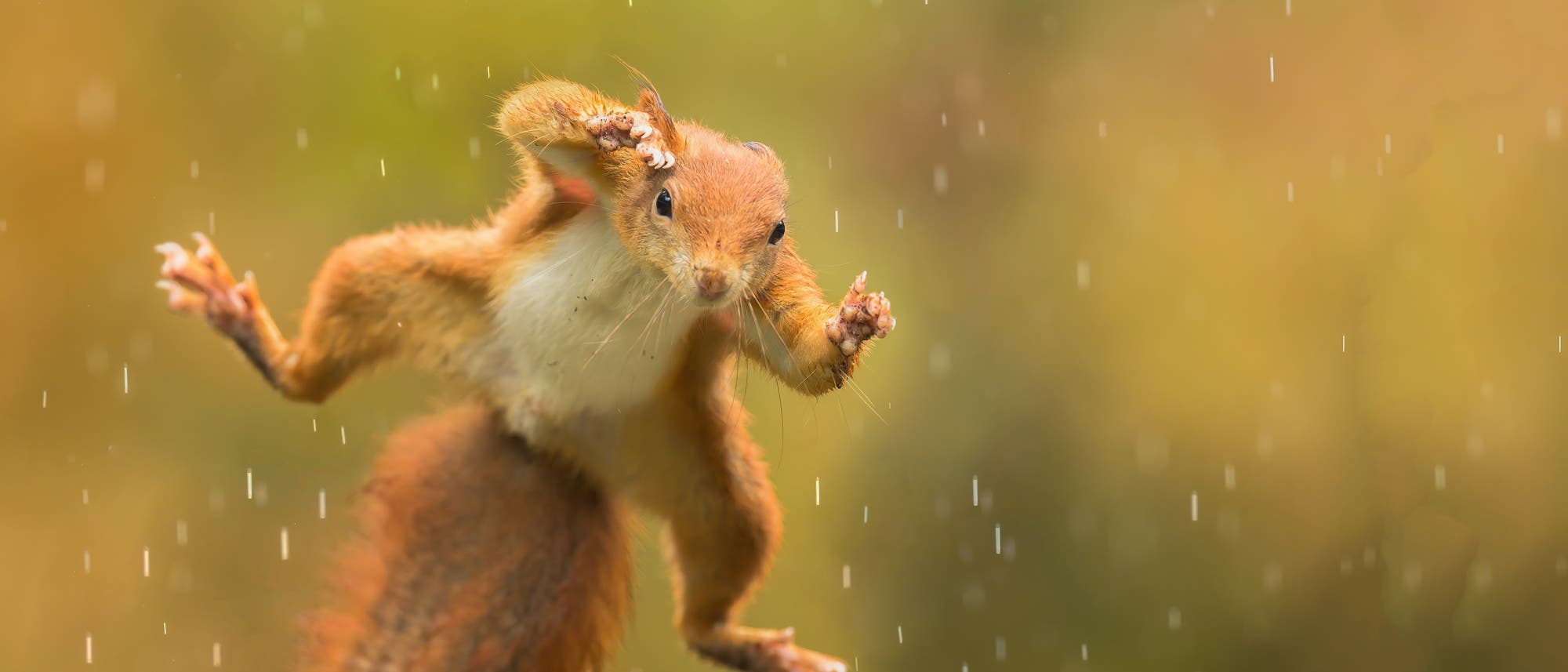 Eichhörnchen im Sprung Eichhörnchen im Sprung