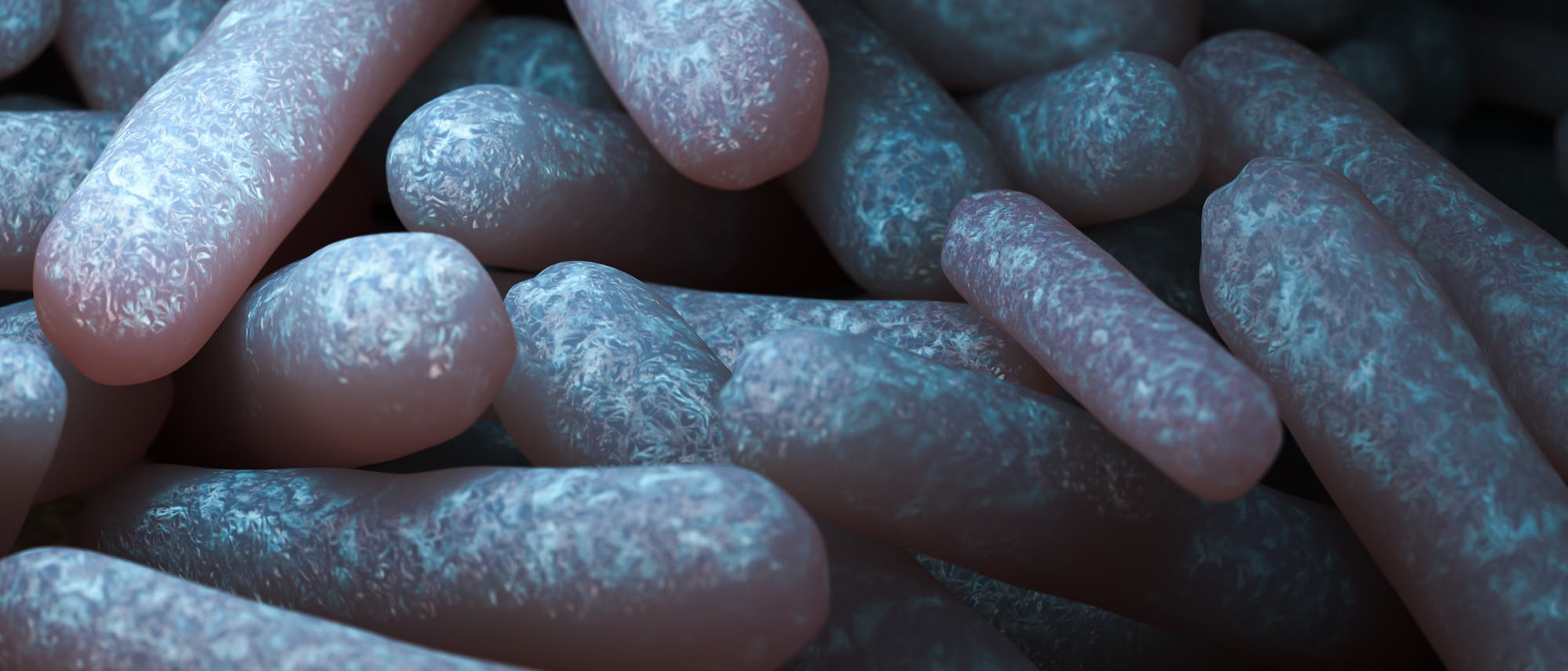 Escherichia coli Escherichia coli