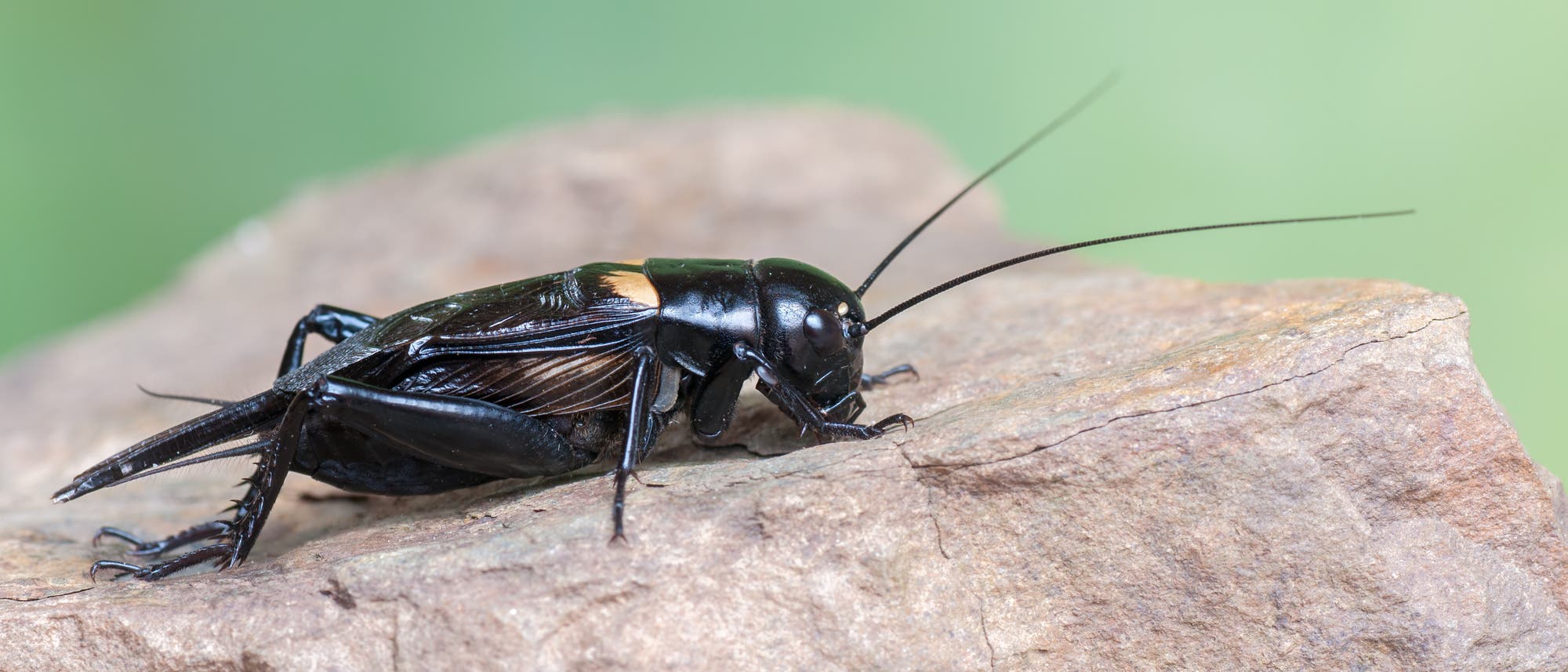 Männliche Feldgrillen (Gryllus bimaculatus) musizieren in der Nacht, um Weibchen anzulocken. Männliche Feldgrillen (Gryllus bimaculatus) musizieren in der Nacht, um Weibchen anzulocken.