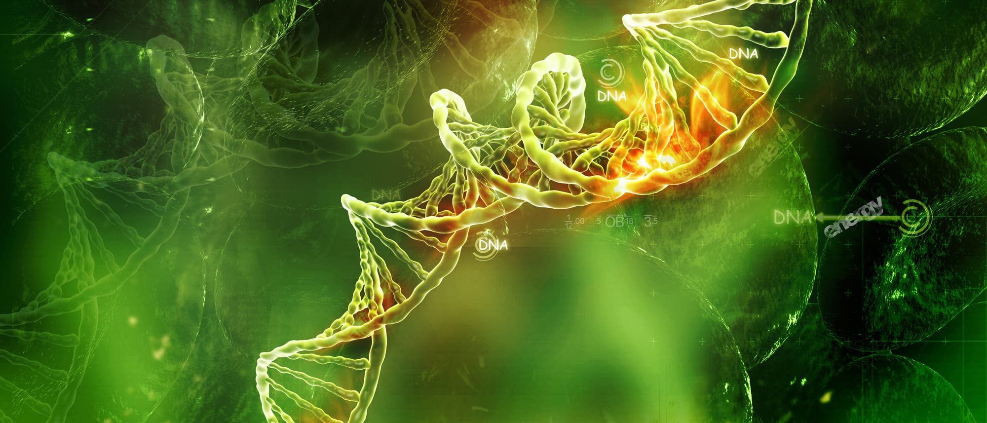 DNA-Strang DNA-Strang