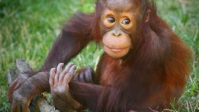 Ein junger Borneo-Orang-Utan sitzt im Gras und guckt in die Kamera.