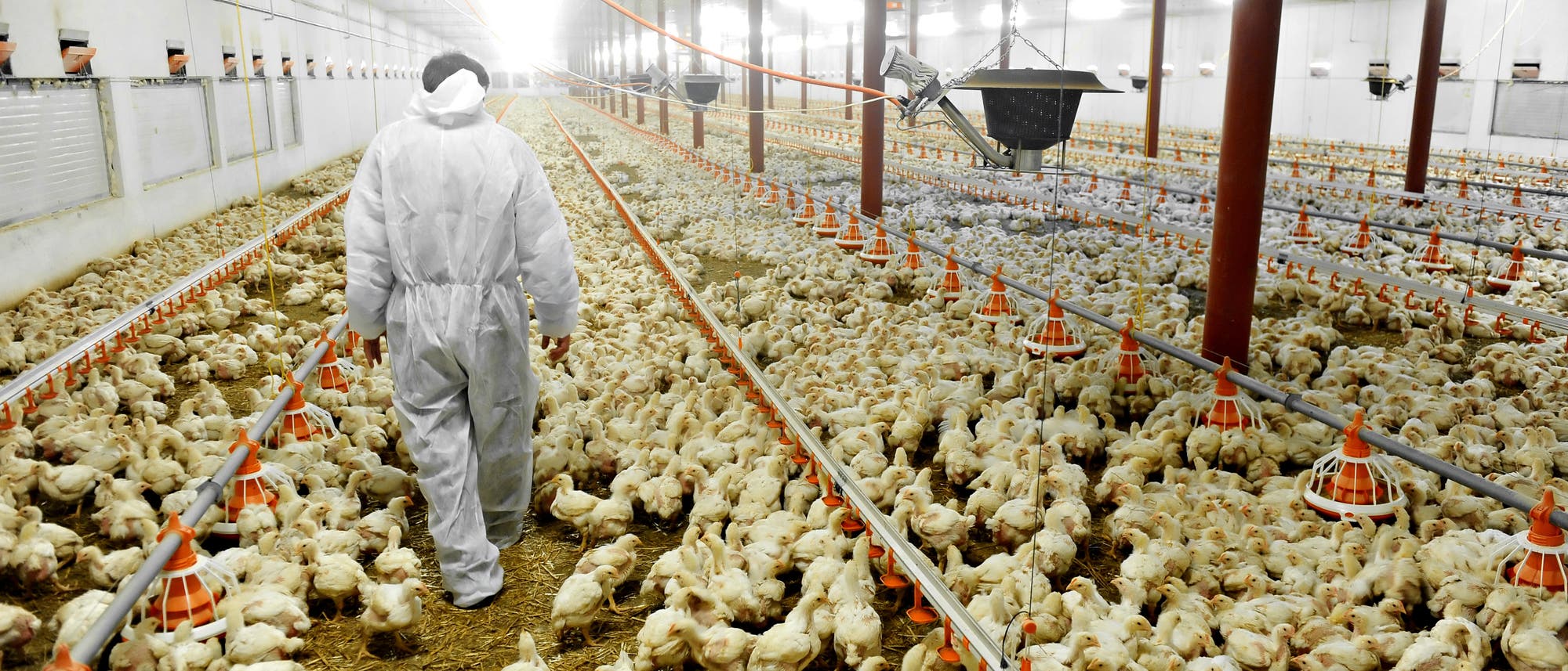 Geflügelfarm Geflügelfarm