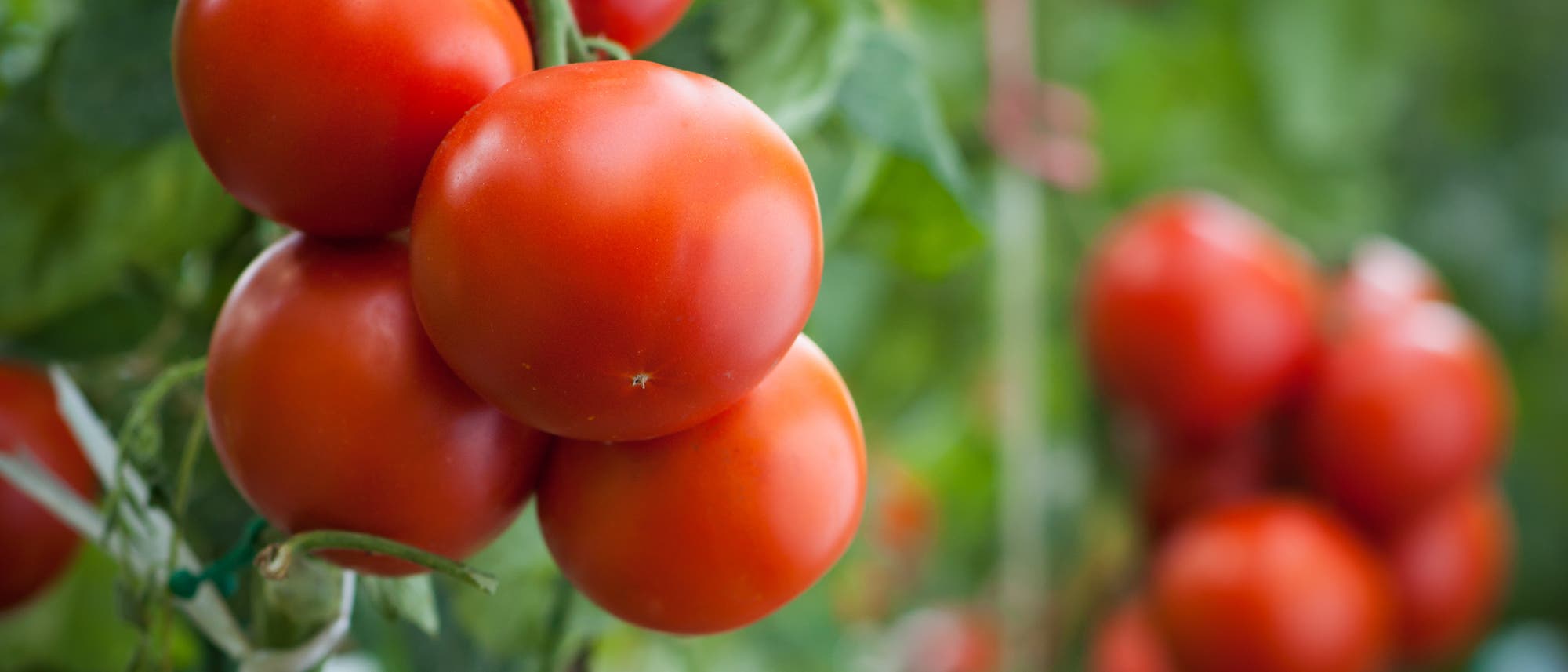 Tomaten wachsen auch in Marsboden Tomaten wachsen auch in Marsboden