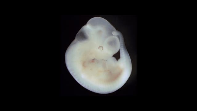 Mäuseembryo in der 11. Woche der Schwangerschaft