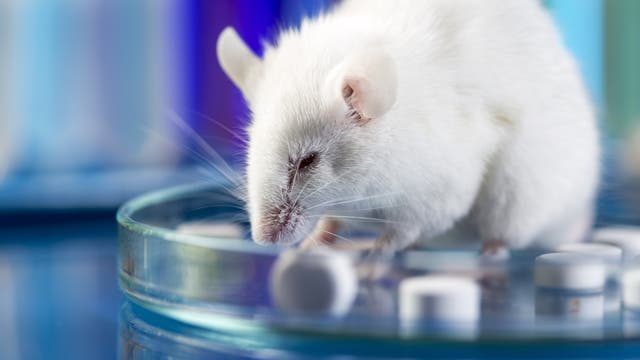 Maus auf Petrischale mit Tabletten