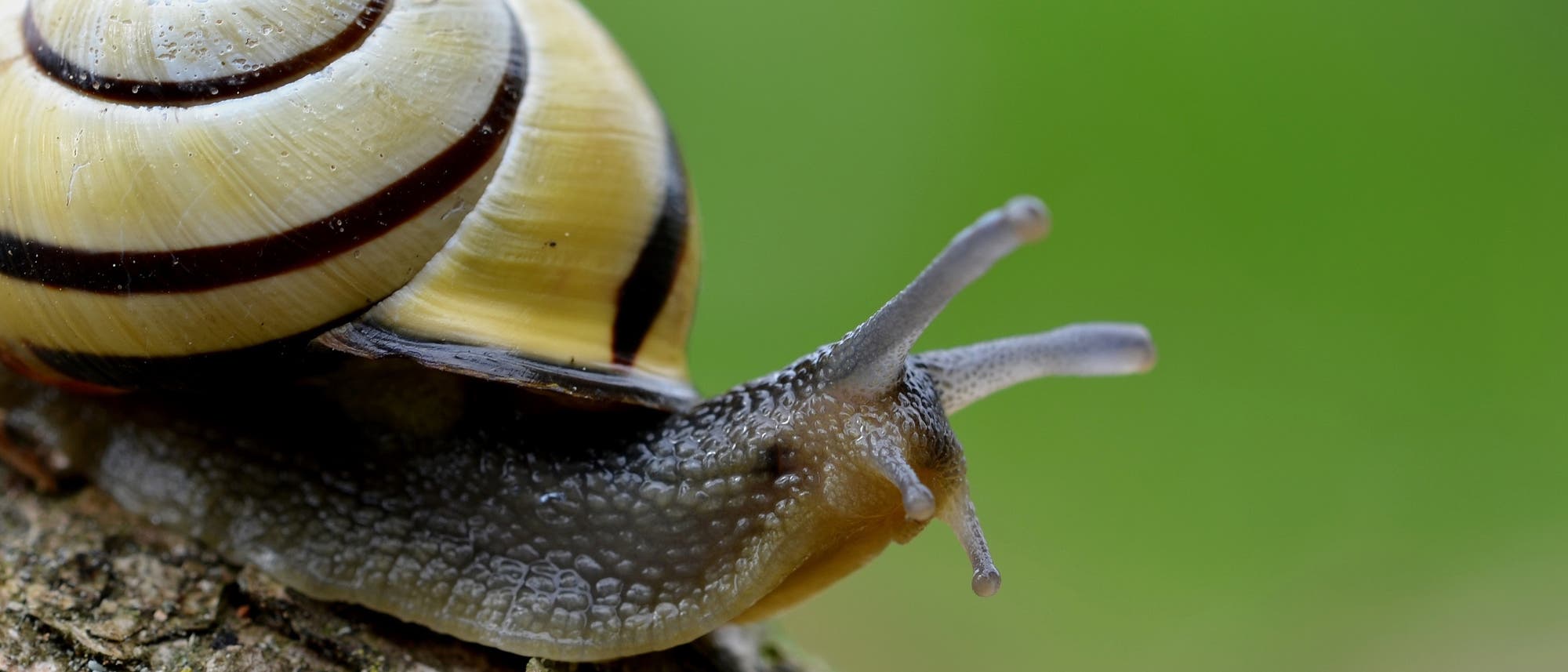 Hain-Bänderschnecke Hain-Bänderschnecke