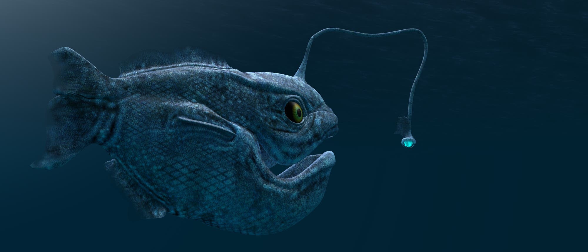 Tiefsee-Anglerfische kommen in den Weltmeeren in Tiefen unter 300 Meter vor. Tiefsee-Anglerfische kommen in den Weltmeeren in Tiefen unter 300 Meter vor.
