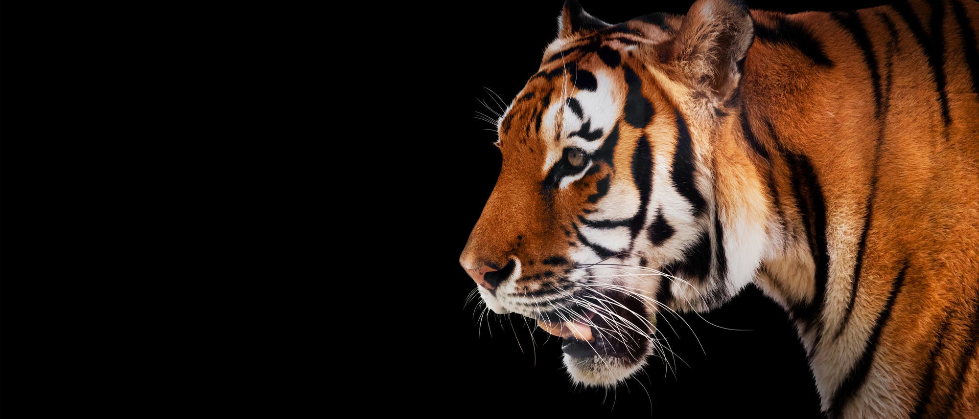 Tiger Tiger