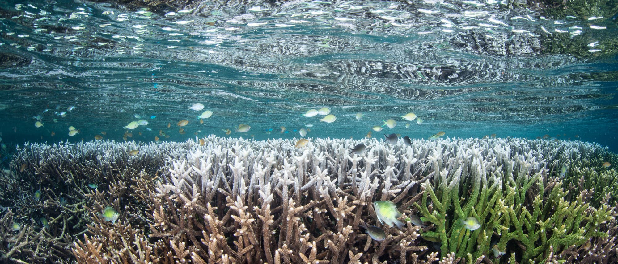 Die Temperaturzunahme macht vielen Korallenarten das Leben schwer. Die Temperaturzunahme macht vielen Korallenarten das Leben schwer.