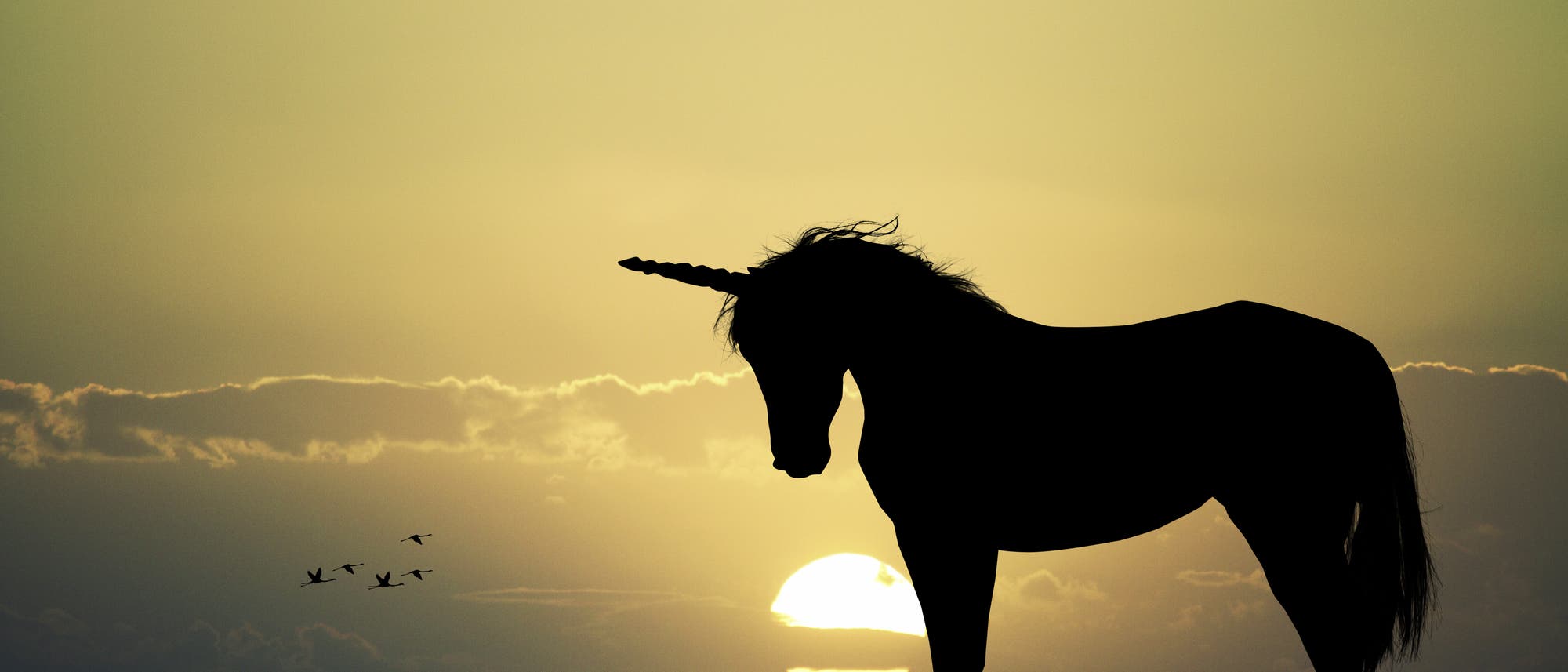 Einhorn Einhorn