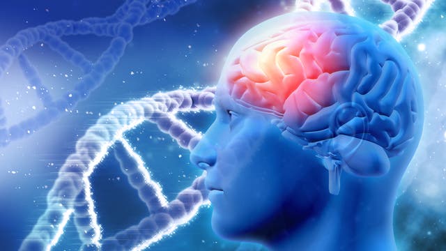 Gehirn und DNA