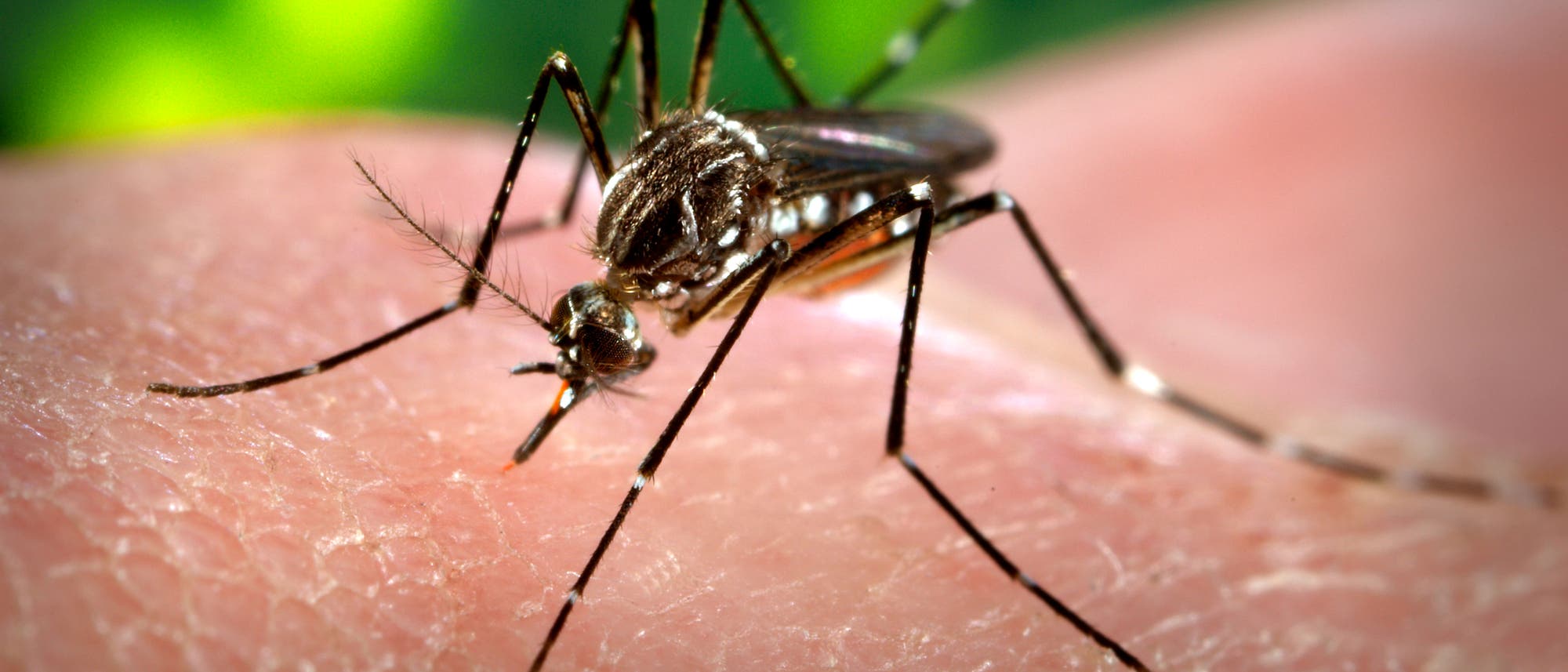 Mücke der Art Aedes aegypti Mücke der Art Aedes aegypti