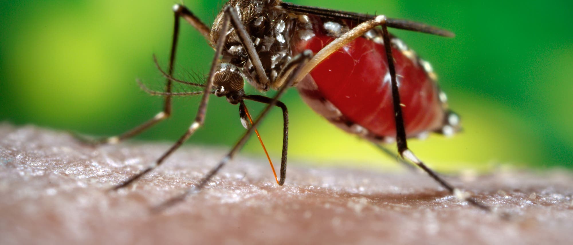 Aedes ägypti Mücke überträgt Dengue-Fieber Aedes ägypti Mücke überträgt Dengue-Fieber