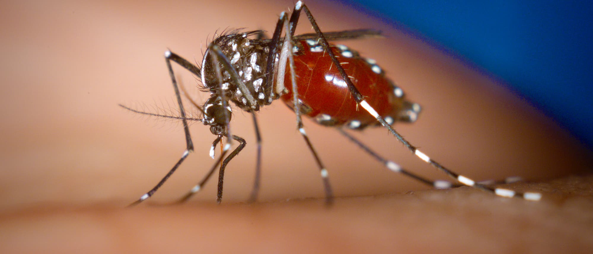 Aedes albopictus saugt Aedes albopictus saugt