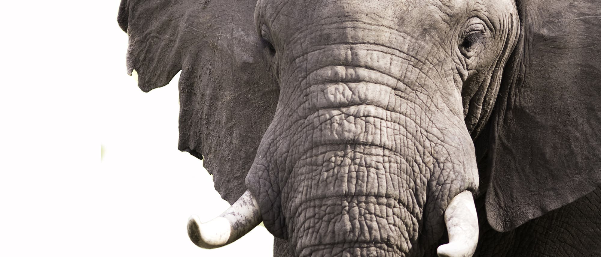 Afrikanischer Elefant Afrikanischer Elefant