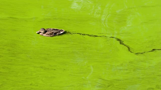 Ente schwimmt durch Algenblüte