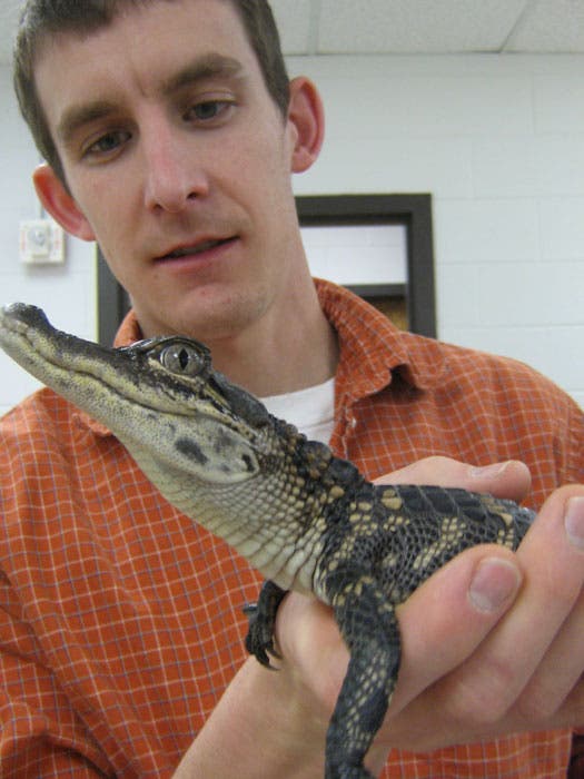 Todd Uriona hält einen jungen <i>Alligator mississippiensis</i>
