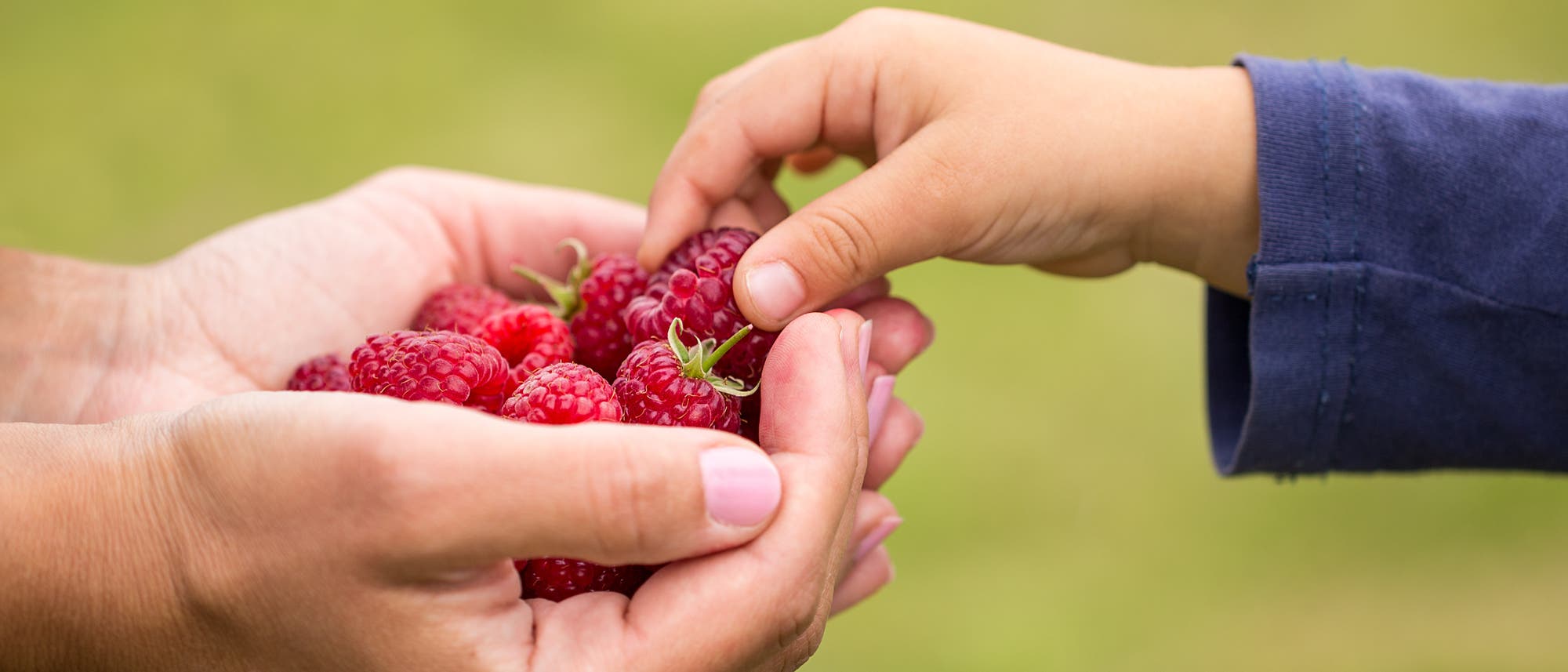 Ein Erwachsener bietet einem Kind eine Handvoll Himbeeren, das Kind nimmt sich eine Ein Erwachsener bietet einem Kind eine Handvoll Himbeeren, das Kind nimmt sich eine