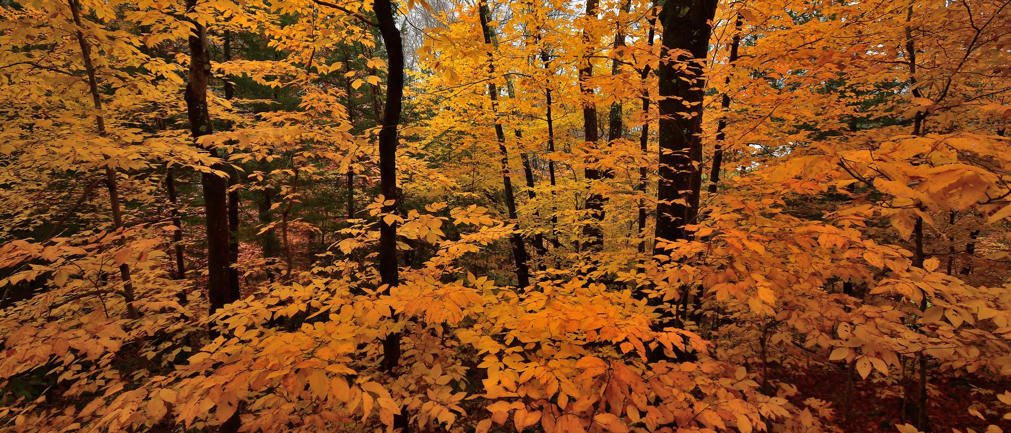 Amerikanische Buchen im Herbst Amerikanische Buchen im Herbst