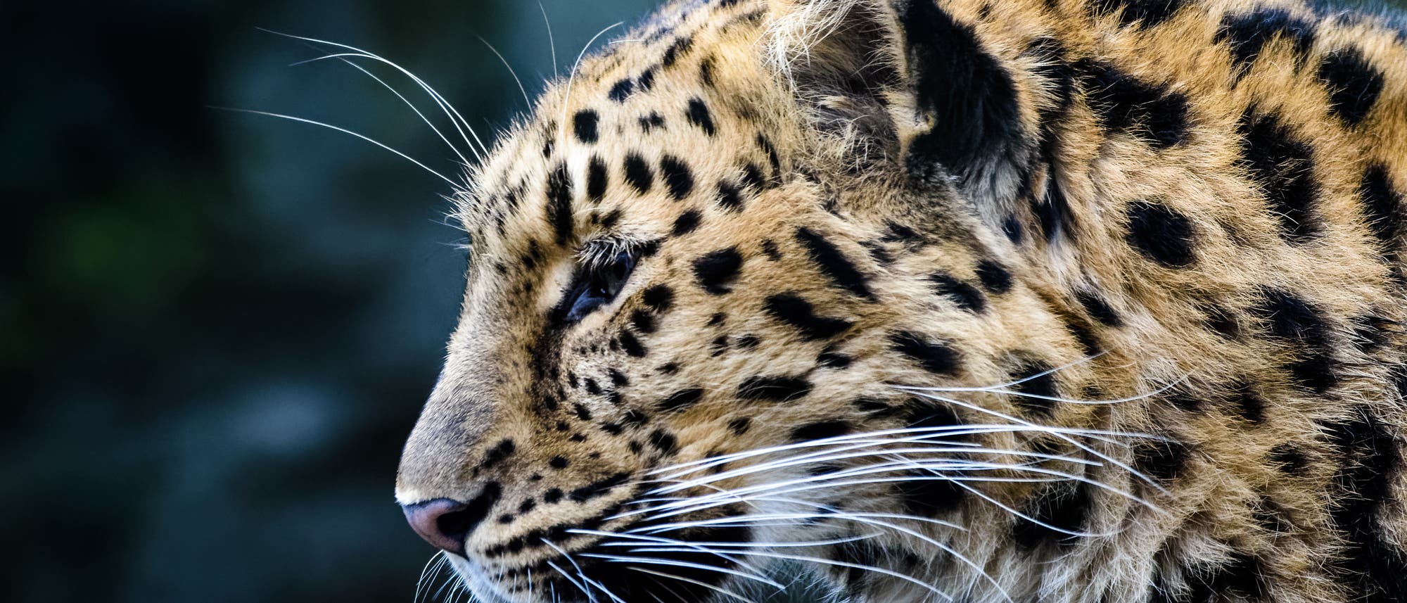 Amurleopard Amurleopard