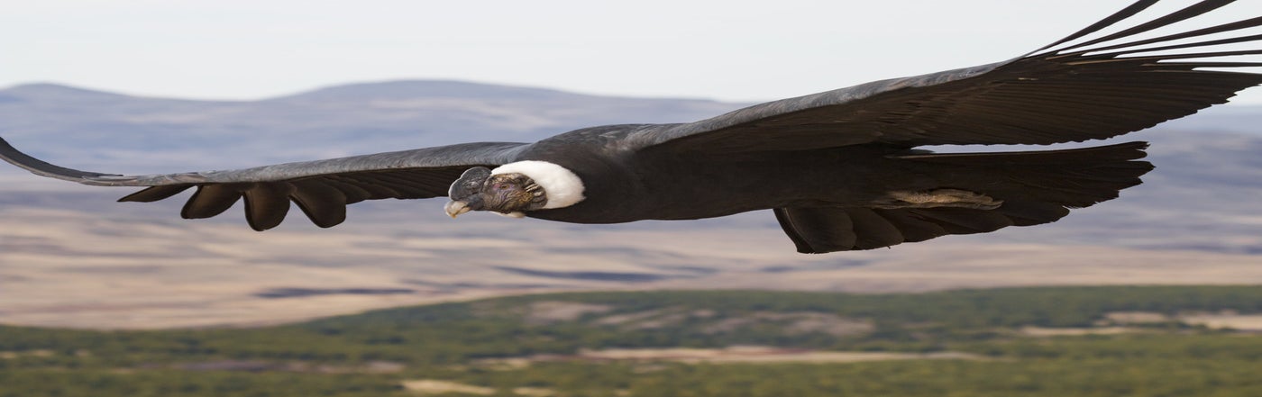 Andenkondor fliegt