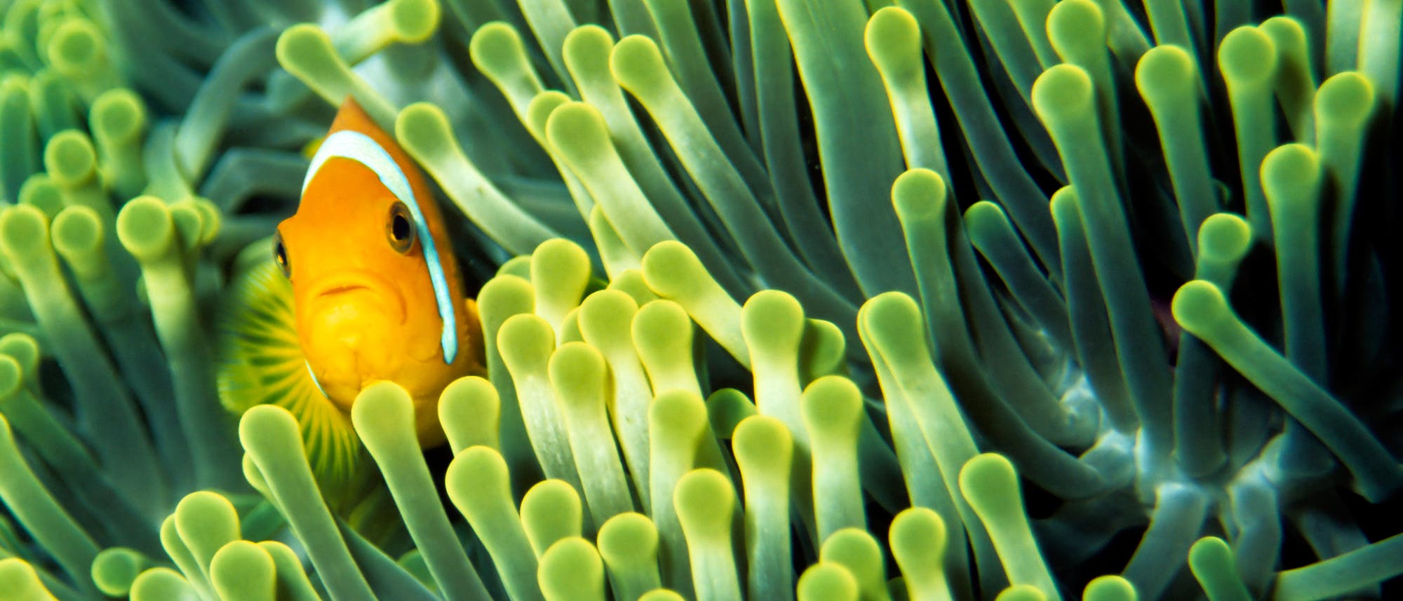 Anemonenfisch im Korallenriff