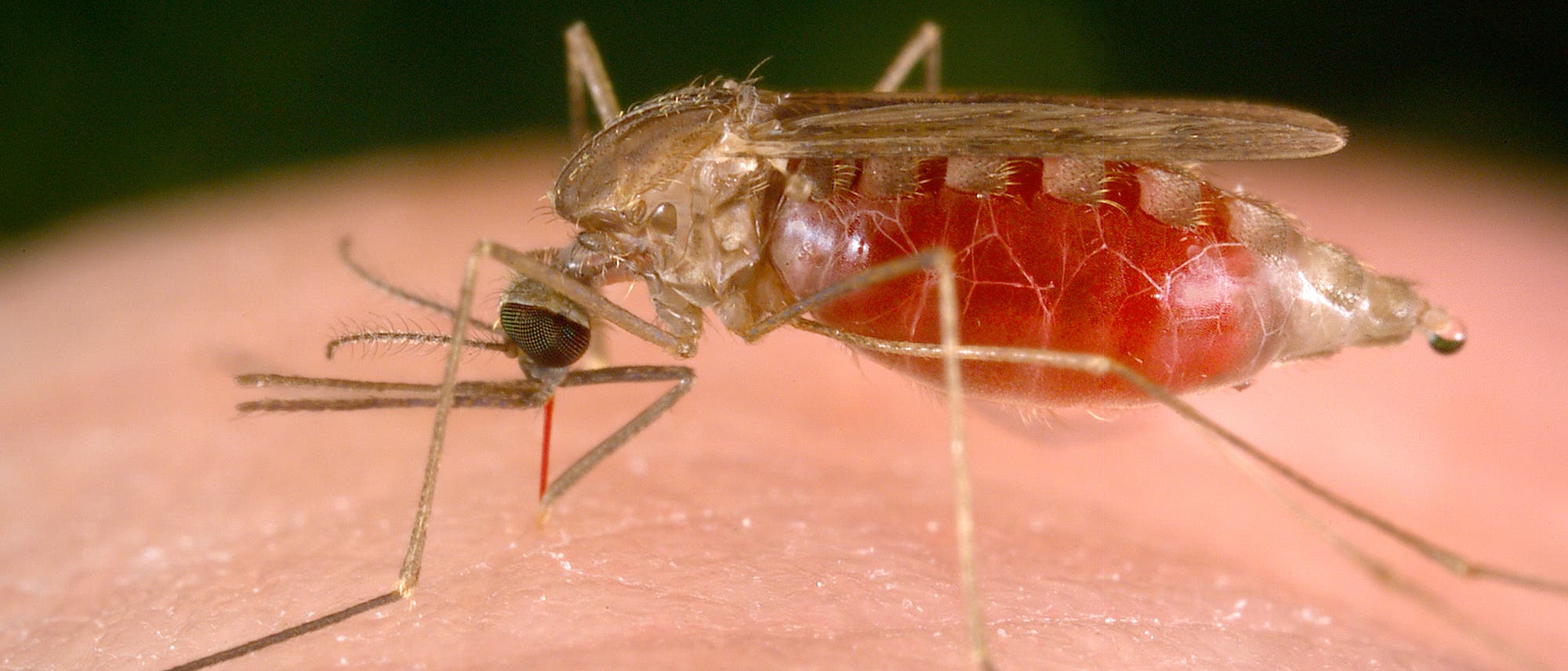 Anopheles freeborni Anopheles freeborni