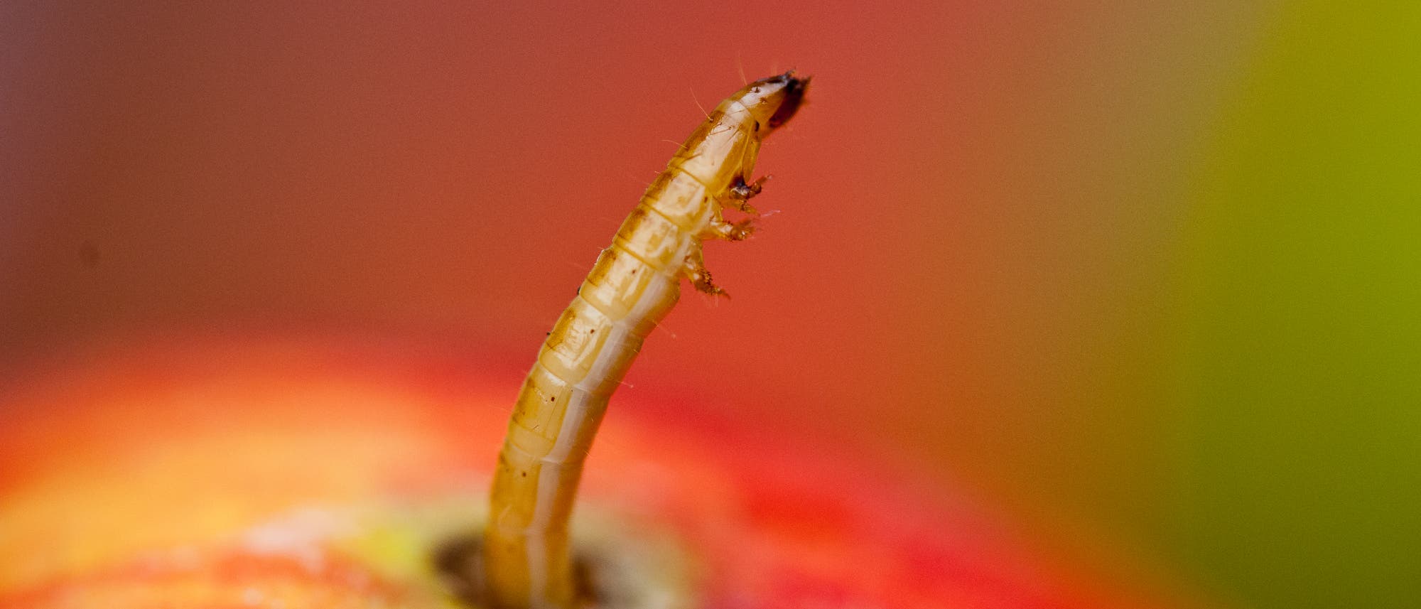 Larve eines Käfers - Fliegenmaden im Fressrausch sind ein bisschen unappetitlicher (Symbolbild) Larve eines Käfers - Fliegenmaden im Fressrausch sind ein bisschen unappetitlicher (Symbolbild)