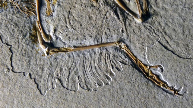 Archaeopteryx-Fossil