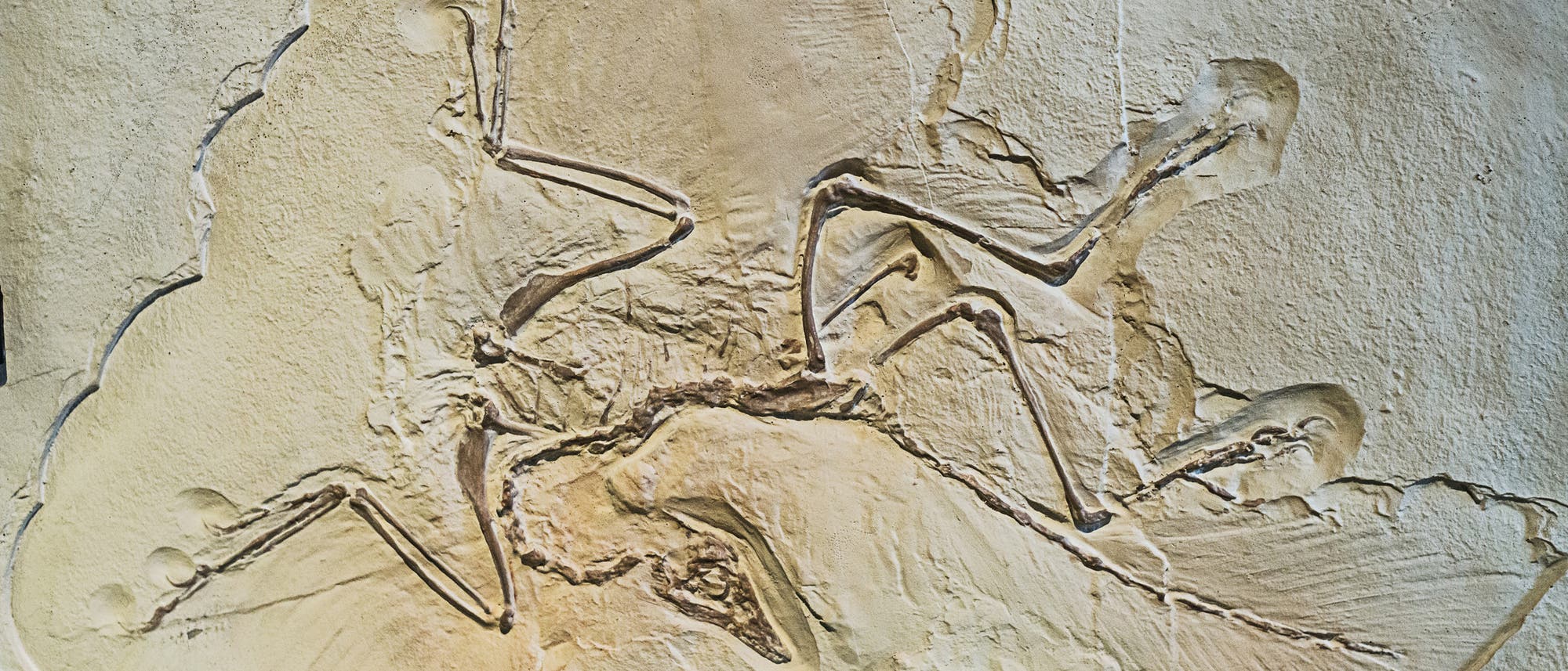 Archaeopteryx Archaeopteryx