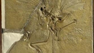 Fossil des Archaeopteryx