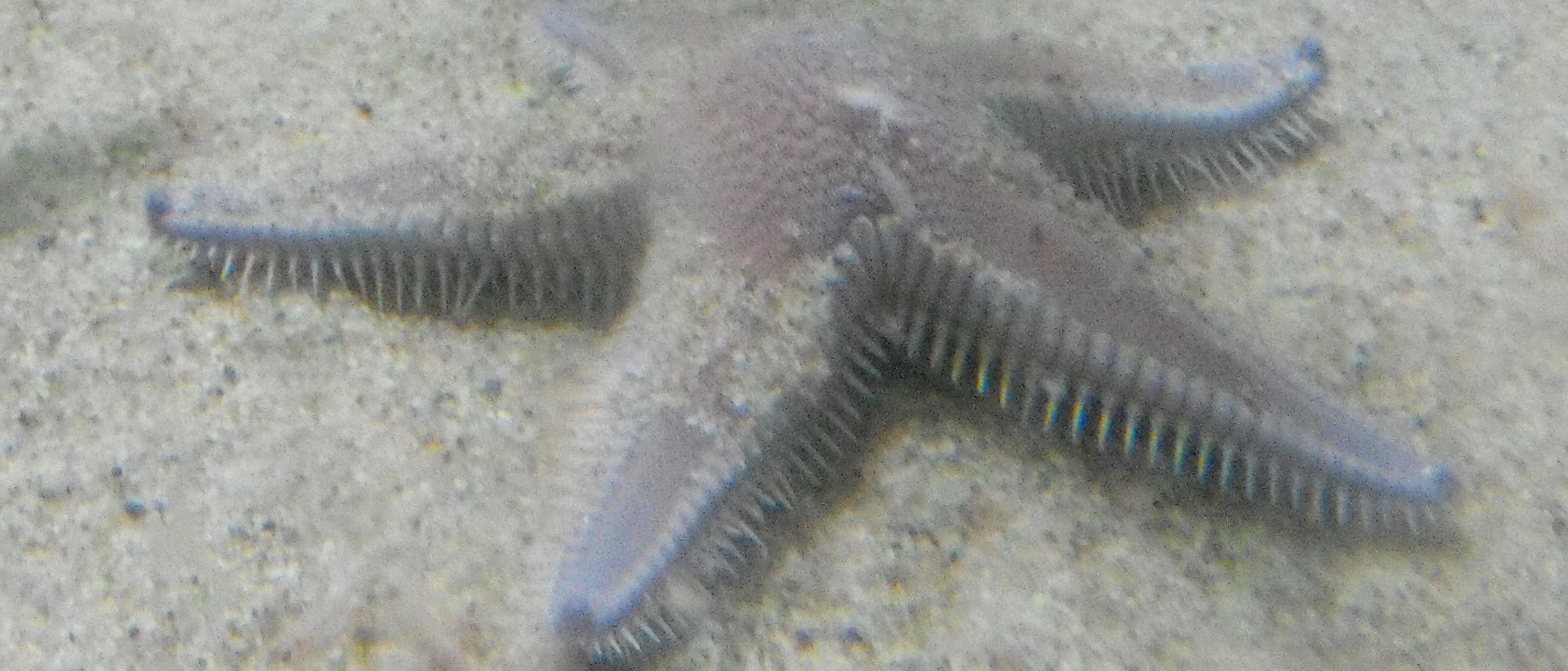<em>Astropecten armatus</em> <em>Astropecten armatus</em>