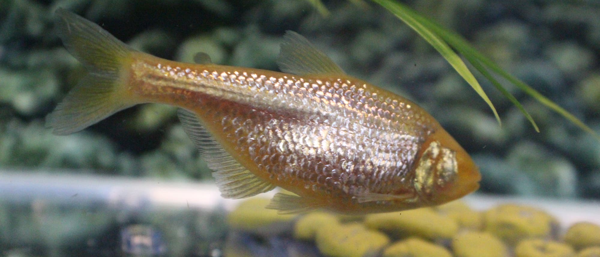 Höhlenfisch der Art Astyanax mexicanus Höhlenfisch der Art Astyanax mexicanus